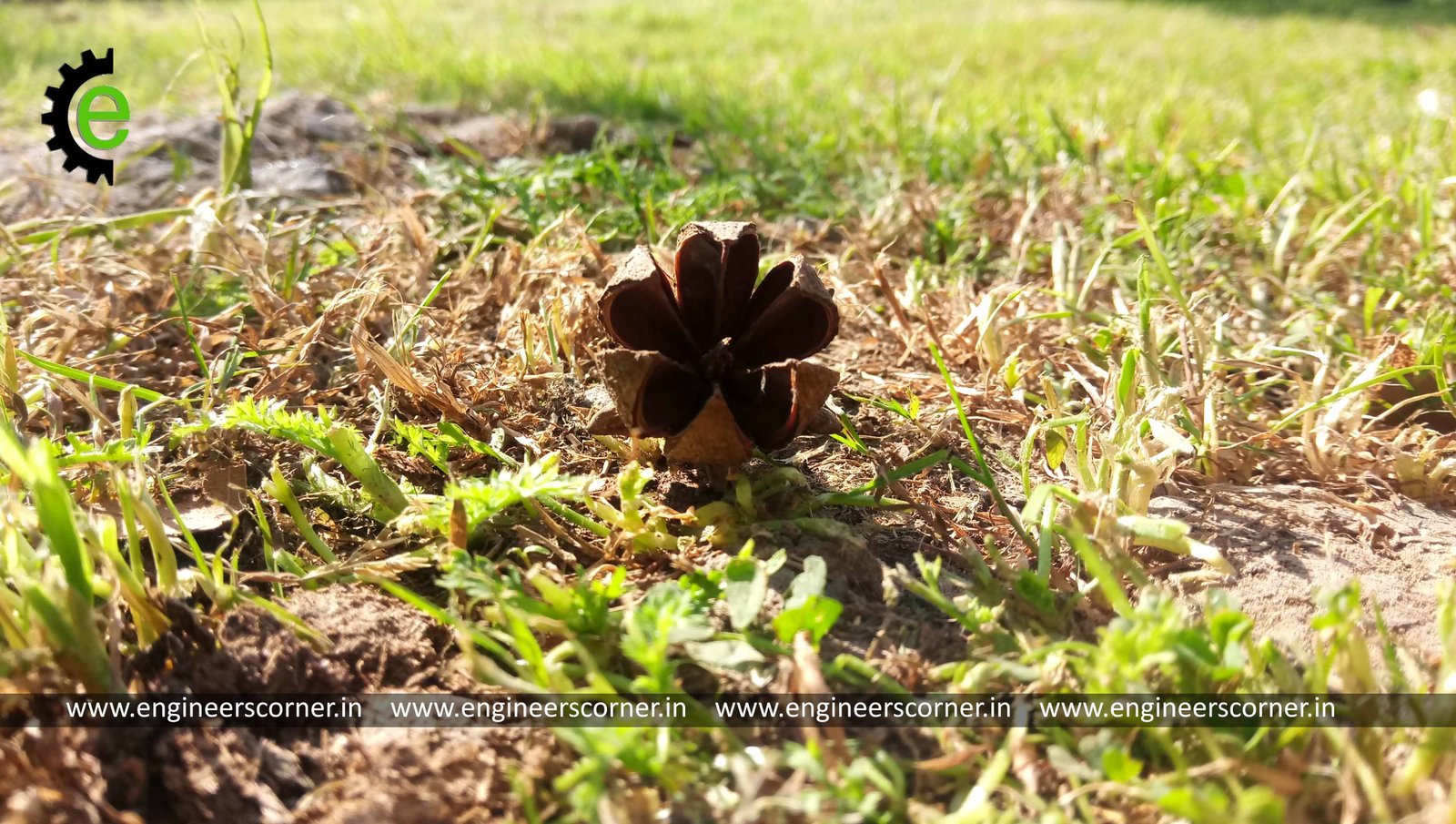 Zenfone 3S Max Camera Sample