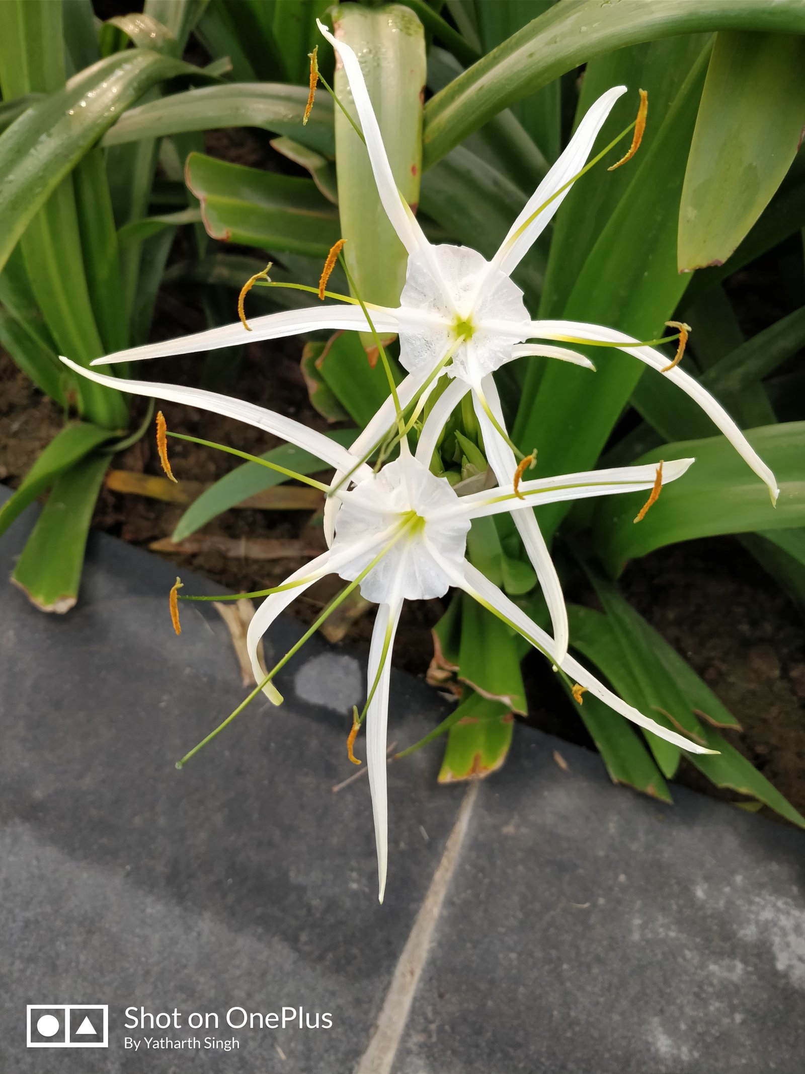 OnePlus 5T Camera Bokeh Effect