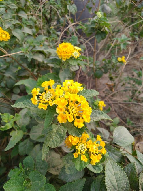 ASUS Zenfone Max Pro M1 Camera Sample image