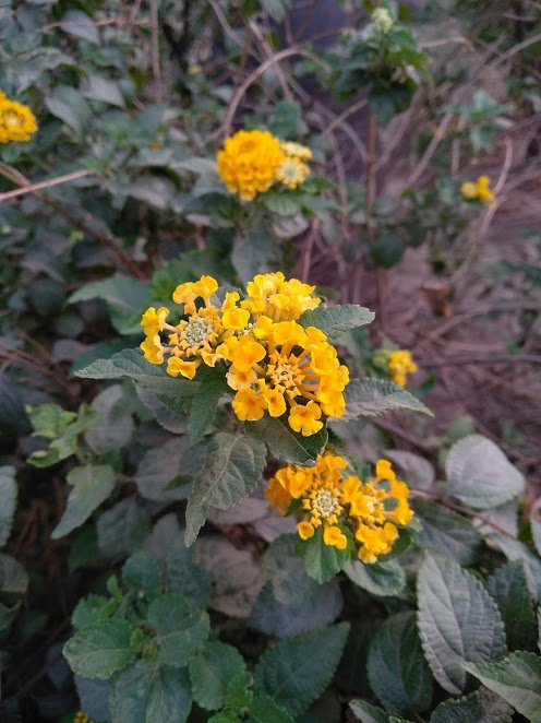 Redmi Note 5 Camera Sample Image