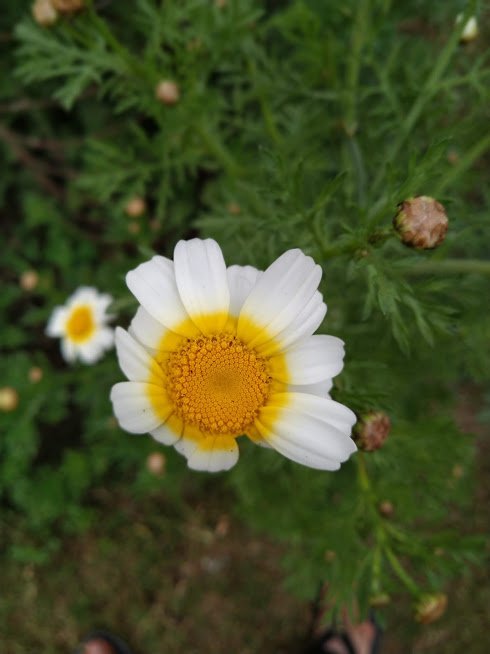 ASUS Zenfone Max Pro M2 Sample Pic 4