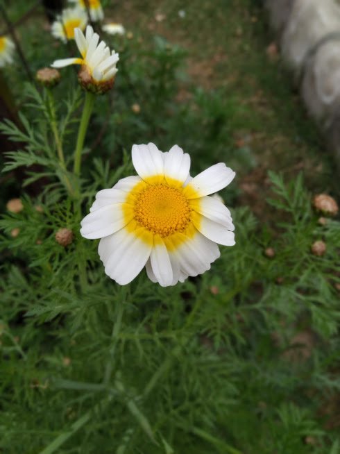 ASUS Zenfone Max Pro M2 Sample Pic 5